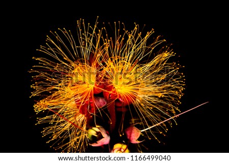 another nocturnal flower, but the end of the stripe with the last three blossoms, only.
I turned the picture for 180 ° degrees, so it looks like a firework