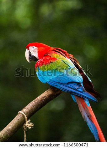 Tropical birds from South America