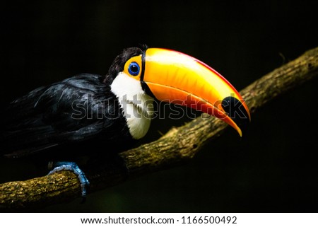 Tropical birds from South America