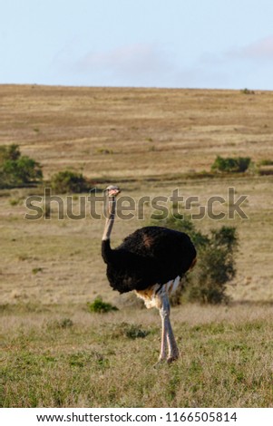 Inquisitive Ostrich twisting his body to look around in the field