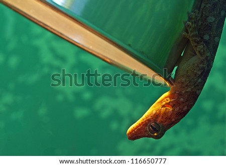 Lizard in a light. Shooter at a reptile terrarium in Catalonia, Spain.