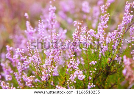 Bunch of purple scotch heather (Calluna vulgaris, erica, ling) bush also called Ling plant on moorland. Heather flowers Pink Calluna vulgaris, soft green field, selective focus photo. 