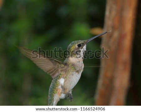 Ruby Throated Hummingbird - Close up photograph of a young male Ruby Throated hummingbird in flight with a tree branch and greenery in the background.  Selective focus on the hummingbird. 