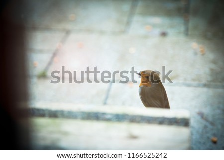 Robin sat on step by patio