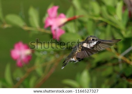 Ruby Throated Hummingbird - Close up photograph of a young male Ruby Throated hummingbird in flight with a background of pink flowers and greenery. Selective focus on the hummingbird. 