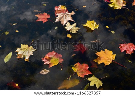 Colorful yellow and red maple leaves floating on the water surface. Autumn leaves in the river.	