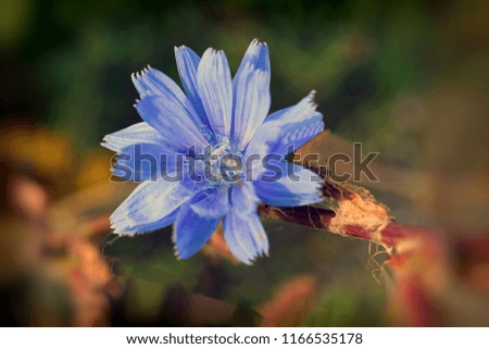 Close up Blue Chicory flower. Cichorium intybus. Chicory flower on blurred background