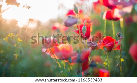 Blooming poppy field on a sunny summer day, close-up, Latvia
