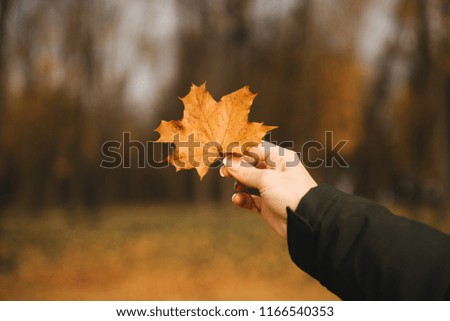 An autumn leaf in the hand of man. Selective focus. Beautiful natural background