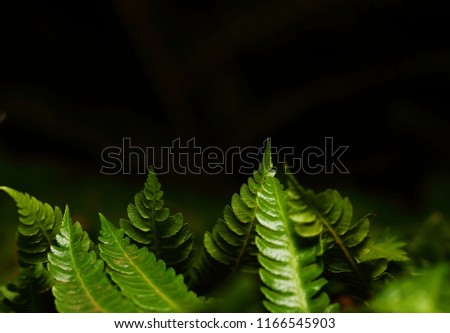 Green leaves with black background. The leaves make up the bottom part of the picture and black the top part