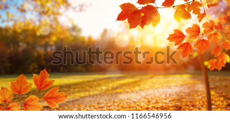  Autumn leaves on the sun and blurred trees . Fall background. Royalty-Free Stock Photo #1166546956