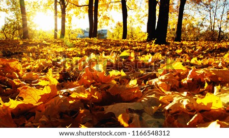  autumn trees on sun in park