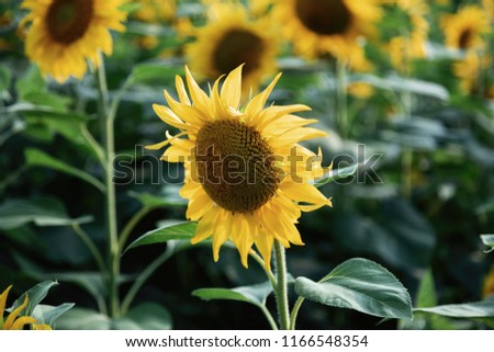 field with yellow sunflowers at sunset sun, evening sunset