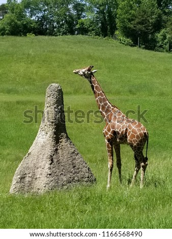 Giraffe gazes over ant mound