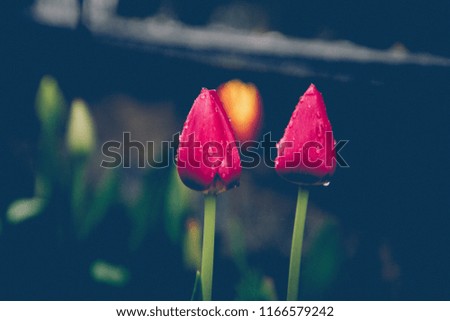 Tulip in Istanbul