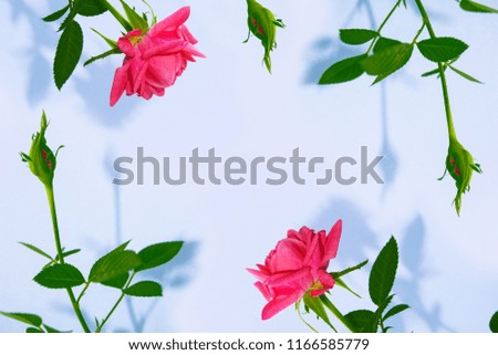 Bright colorful flower rose. Floral background.