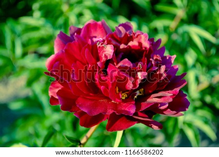 Big peony flower. Red peony flower close up. Burgundy peonies in sunny day. Marsala color flowers. Spring garden flowers. Single lush flower against green background.