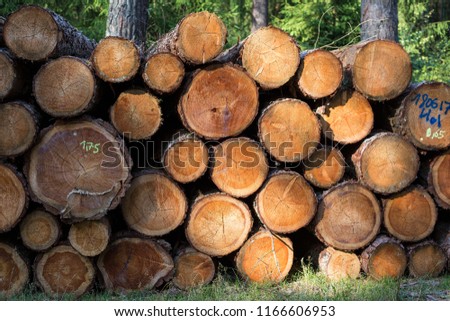 shining pile of logs