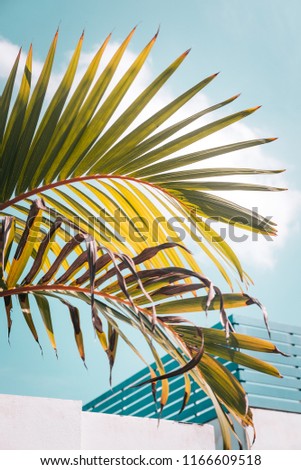 Light green palm leaves against turquoise sky. Pastel colors, creative colorful minimalism. Copy space for text