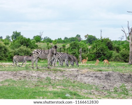 African zebras in natural habitat, tropical landscape, savanna, Botswana