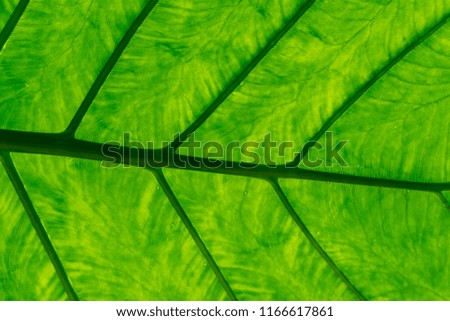 Close up of palm leave in the Palm House at Kew Gardens in London,UK.Palm leaves background.