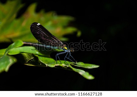 Colorful dragonfly sitting on a green leaf.