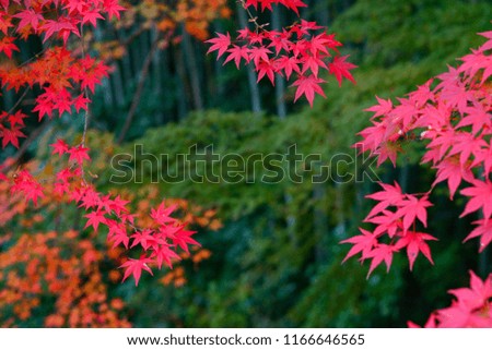 Maple leaves and bamboo.
Autumn landscape of Chichibu,Japan