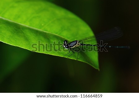 A macro photograph of a damselfly on a leaf