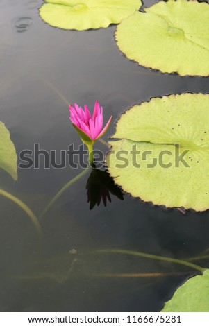 Bright pink lotus
