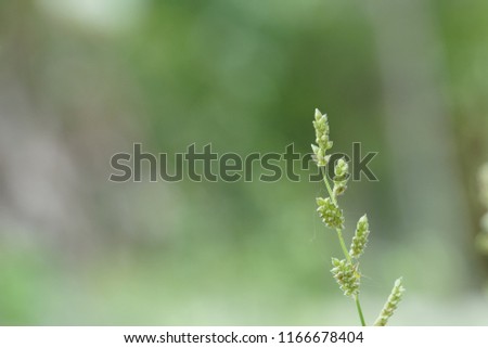 Barnyard grass or Echinochloa crusgalli, Cockspur, Echinochloa crus galli