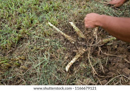 Napier grass or elephant grass. Farmer are planting Napier grass for animal feed. Picture is selective focus.
Scientific name: Pennisetum purpureum.
Family: Gramineae.