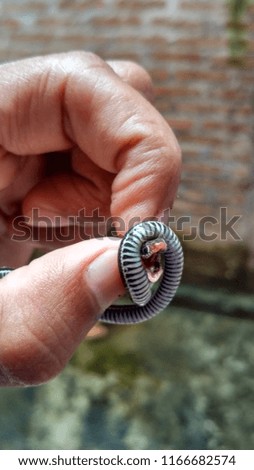 cute baby snake with its spiral body pattern catched by a hand