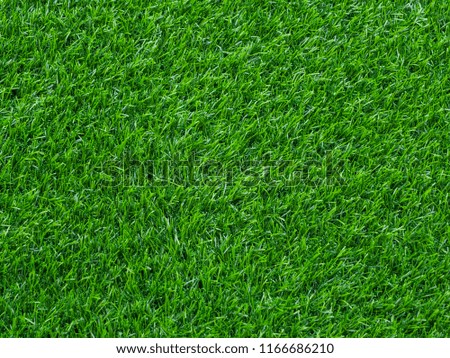 Texture green lawn