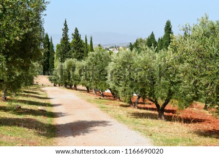Olive trees in the farm and a path in Andalusia, a region in the south of Spain