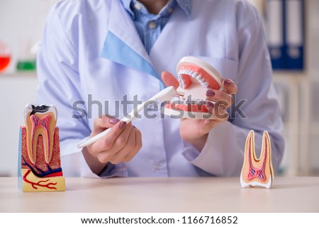 Woman dentist practicing work on tooth model Royalty-Free Stock Photo #1166716852