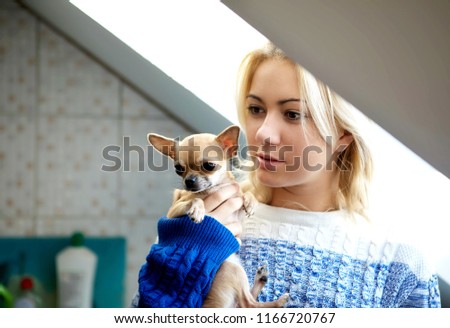Young woman with her chihuahua dog portrait.