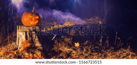 halloween pumpkin in night forest