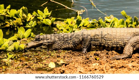 Big Crocodile leaning on the riverside 
