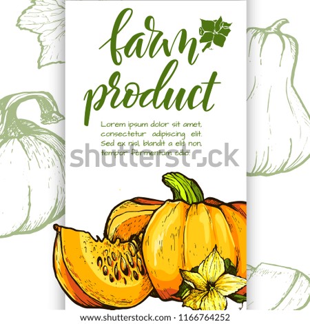 Colorful pumpkin sketch hand drawn illustration. Vegetable engraved style illustration. Detailed vegetarian food sketch. Farm market product.