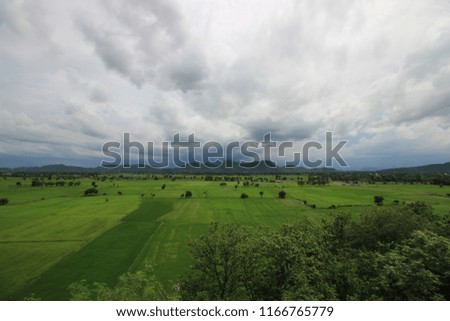 The beautiful view of rice plant before the rainy  in Thailand farm 