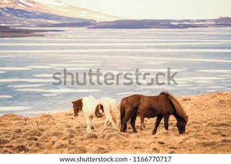Portait of brown icelandic horse in winter Iceland