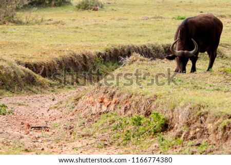A water buffalo (Bubalus bubalis) in the wild in South Africa. 