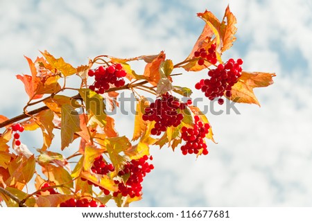 Beautiful branch of arrowwood bush with clusters of ripe red berries against blue sky background.