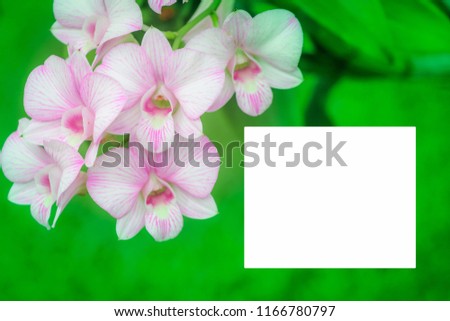 Pink orchids have white space for letters, pictures or copies.