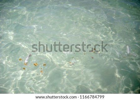 Small transparent fish on a Caribbean beach
