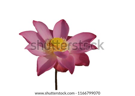 Fresh pink lotus petal flower isolated on white background. Close focus of beautiful pink lotus flowers isolated is blooming with copy space for text or advertising on white background 