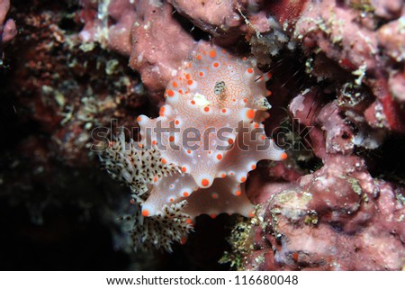 sea slug