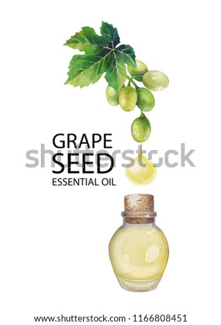 Watercolor bottle of essential oil made of grape seed decorated with white berries and leaves. Hand painted design isolated on white background