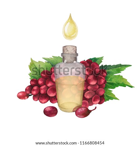 Watercolor bottle of essential oil made of grape seed decorated with bunch of red berries and leaves. Hand painted design isolated on white background