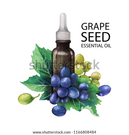 Watercolor bottle of essential oil made of grape seed decorated with white and blue berries and leaves. Hand painted design isolated on white background